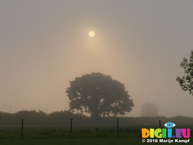 FZ029584 Early morning sun over tree in field